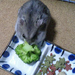 ブロッコリーを食べるコーキ