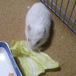 キャベツを食べるユウキ