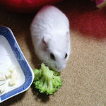 ブロッコリーを食べるアイ