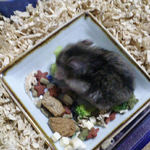 ブロッコリーを食べるユウキ