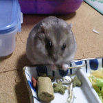 煮干を食べるコーキ