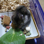 ペレット団子を食べるユウキ