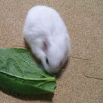 小松菜を食べるアイ