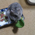 小松菜を食べるコーキ