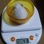 アイは体重変わらず