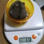 コーキは体重増加