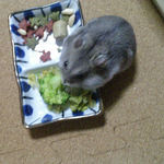 ブロッコリーを食べるコーキ