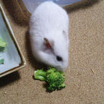 ブロッコリーを食べるアイ