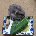 小松菜に食いつくコーキ