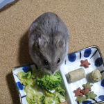 ブロッコリーを食べるコーキ