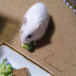 ブロッコリーを食べるアイ