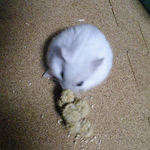 粟の穂を食べるましろ