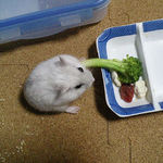 ブロッコリーを食べようとしていたましろ