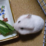 小松菜を食べるアイ