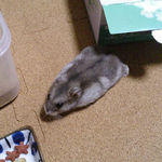 ほふく前進のコーキ