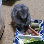 煮干を食べるコーキ