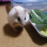 バナナチップを食べるましろ