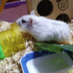 小松菜を食べてた後のましろ