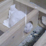 地下型巣箱で寝ているアイ