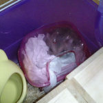 まだ寝ていたコーキ