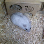 ケージ内をうろうろ