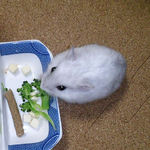 ブロッコリーを食べるましろ