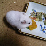 カボチャを食べるアイ