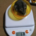 コーキは体重減少