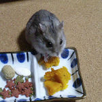 かぼちゃをたべるコーキ