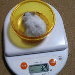 ましろも体重測定