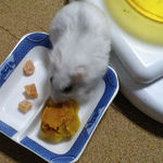 カボチャを食べるましろ