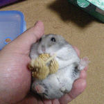 粟の穂で腹出し食い中のコーキ