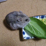 小松菜を食べるコーキ