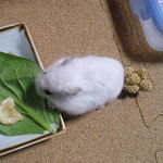 小松菜を食べるアイ