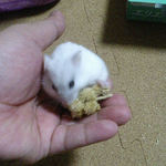 粟の穂を食べるましろ