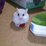 乾燥イチゴを食べるましろ