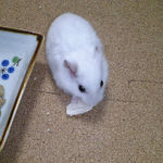 蒸鶏ささみを食べるアイ