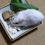 男前豆腐を食べるアイ