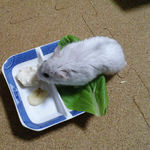 男前豆腐を食べるましろ