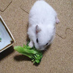 ブロッコリーに食いつくアイ