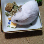 ハム用チーズに食いついているアイです。