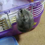 ケージに齧りつくコーキ