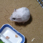 乾燥パパイヤを食べるましろ