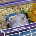 ブロッコリーに食いついていたましろ