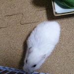 うろうろするアイ