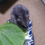 乾燥キャベツを食べるコーキ