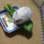 ちびっこクロワッサンを食べるましろ