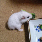 ブロッコリーに食いついているアイ