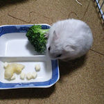 ブロッコリーを食べるましろ