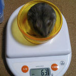 コーキは先週より体重増加